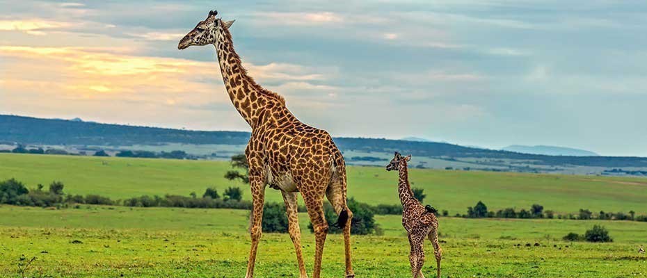 Bài học lãnh đạo từ hươu cao cổ